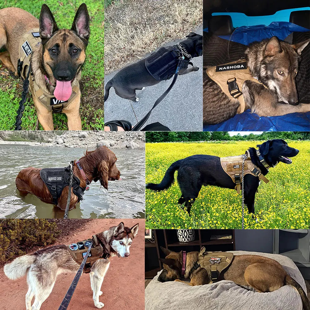 PETRAVEL Dog Harness Leash Set for Training and Walking